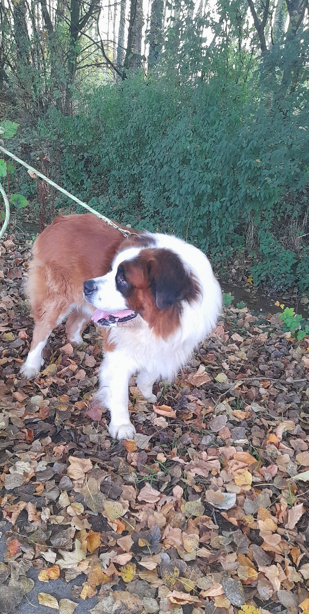 Beethoven a rejoint le concours — aidez-le/la à gagner de superbes lots ! canidae, carnivore, cavalier_king_charles_spaniel, companion_dog, dog, dog_breed, fawn, fur, gun_dog, hunting_dog, irish_red_and_white_setter, king_charles_spaniel, liver, plant, snout, sporting_group, tail, terrestrial_animal, working_dog