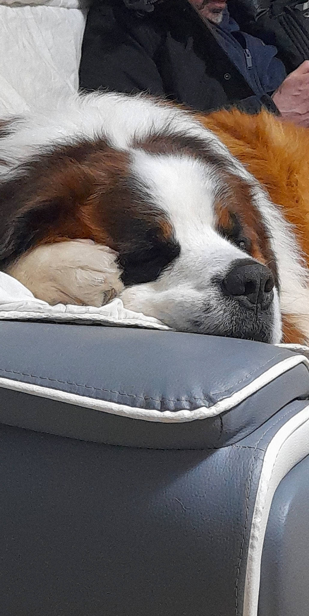 Beethoven a rejoint le concours — aidez-le/la à gagner de superbes lots ! automotive_exterior, automotive_mirror, car, carnivore, collar, comfort, companion_dog, dog, dog_breed, fawn, fur, hood, motor_vehicle, snout, sporting_group, tints_and_shades, vehicle_door, whiskers, windscreen_wiper, windshield