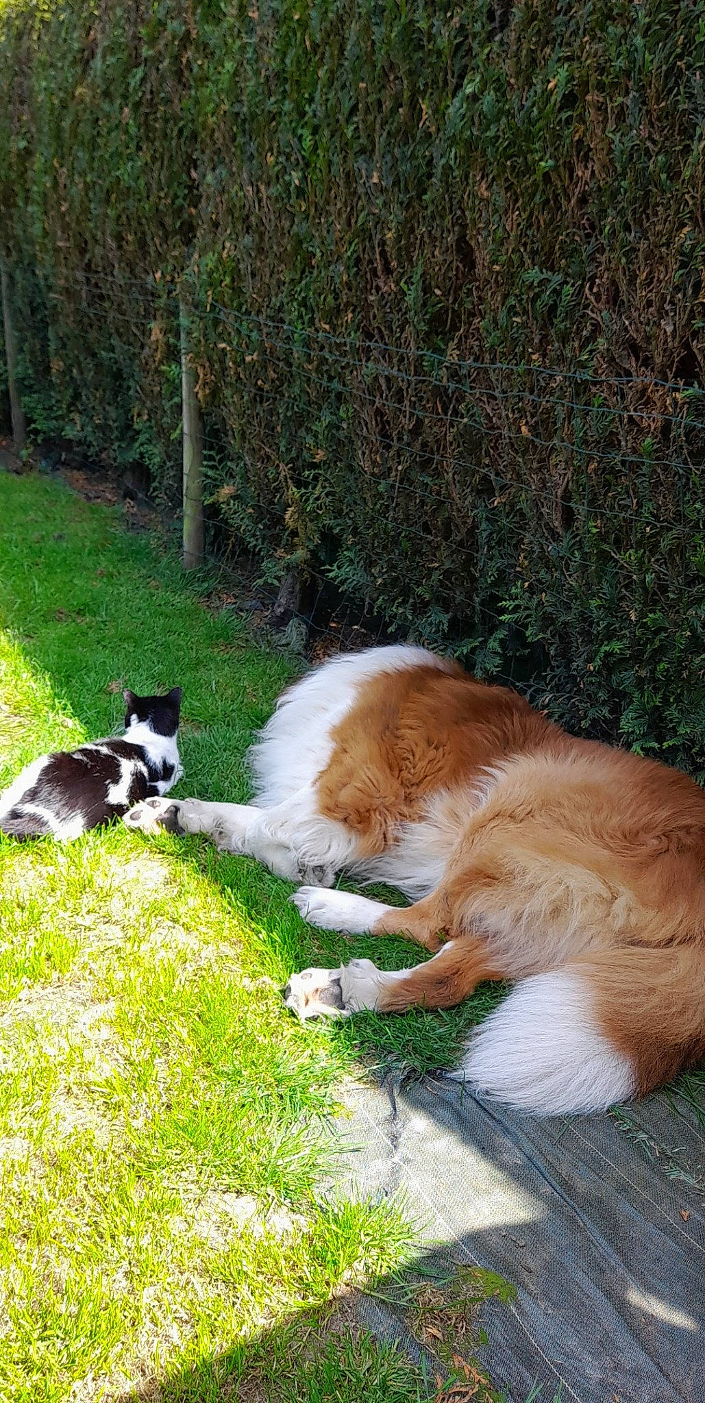 Beethoven participe au concours pour gagner de l'argent avec cette photo : backyard, canidae, carnivore, companion_dog, dog, dog_breed, felidae, grass, groundcover, herding_dog, plant, shade, small_to_medium_sized_cats, sporting_group, tail, terrestrial_animal, working_dog, yard