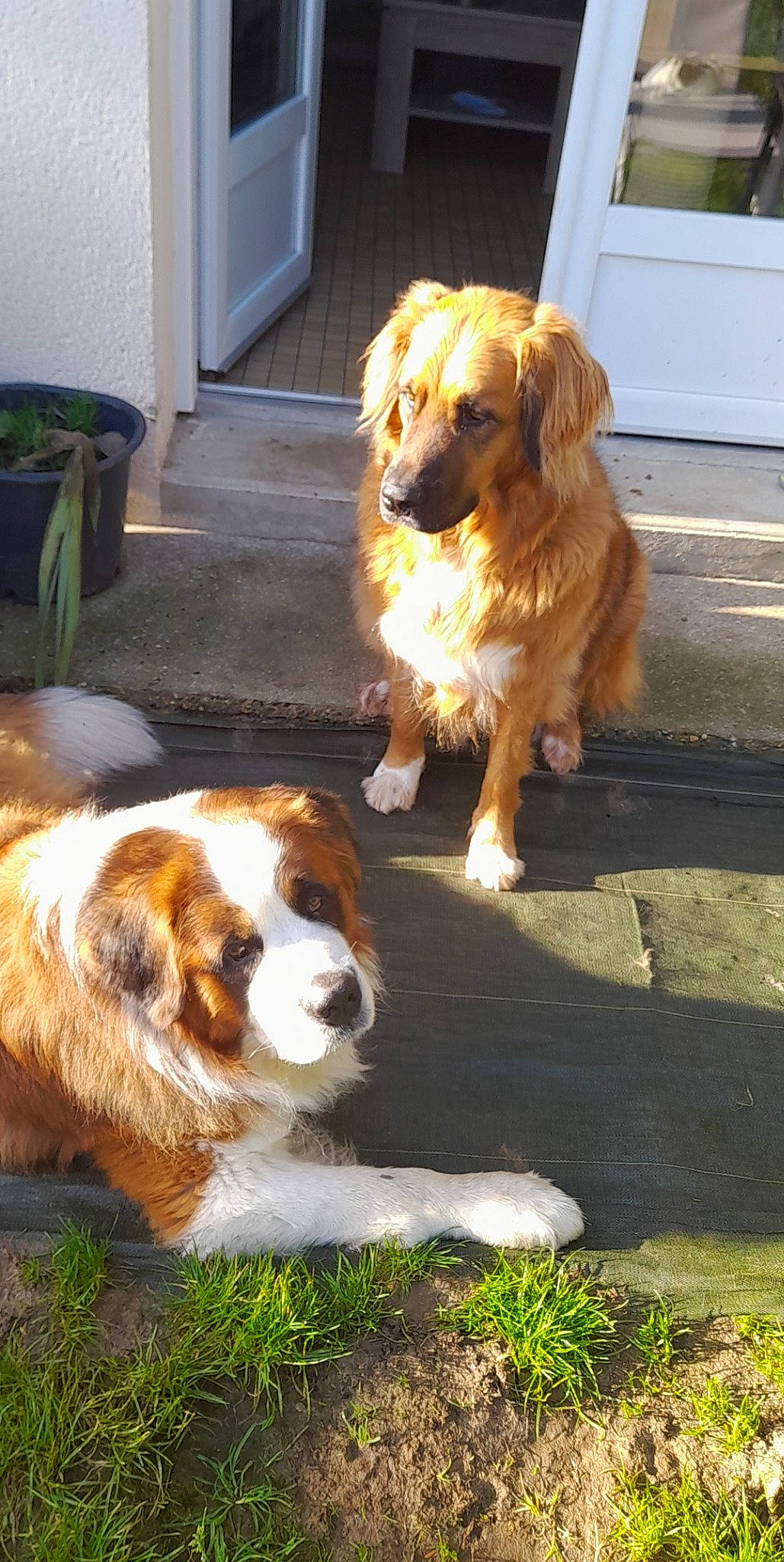 Beethoven participe au concours pour gagner de l'argent avec cette photo : canidae, carnivore, cavalier_king_charles_spaniel, chair, companion_dog, dog, dog_breed, door, flooring, fur, grass, gun_dog, liver, plant, snout, sporting_group, terrestrial_animal, working_animal, working_dog