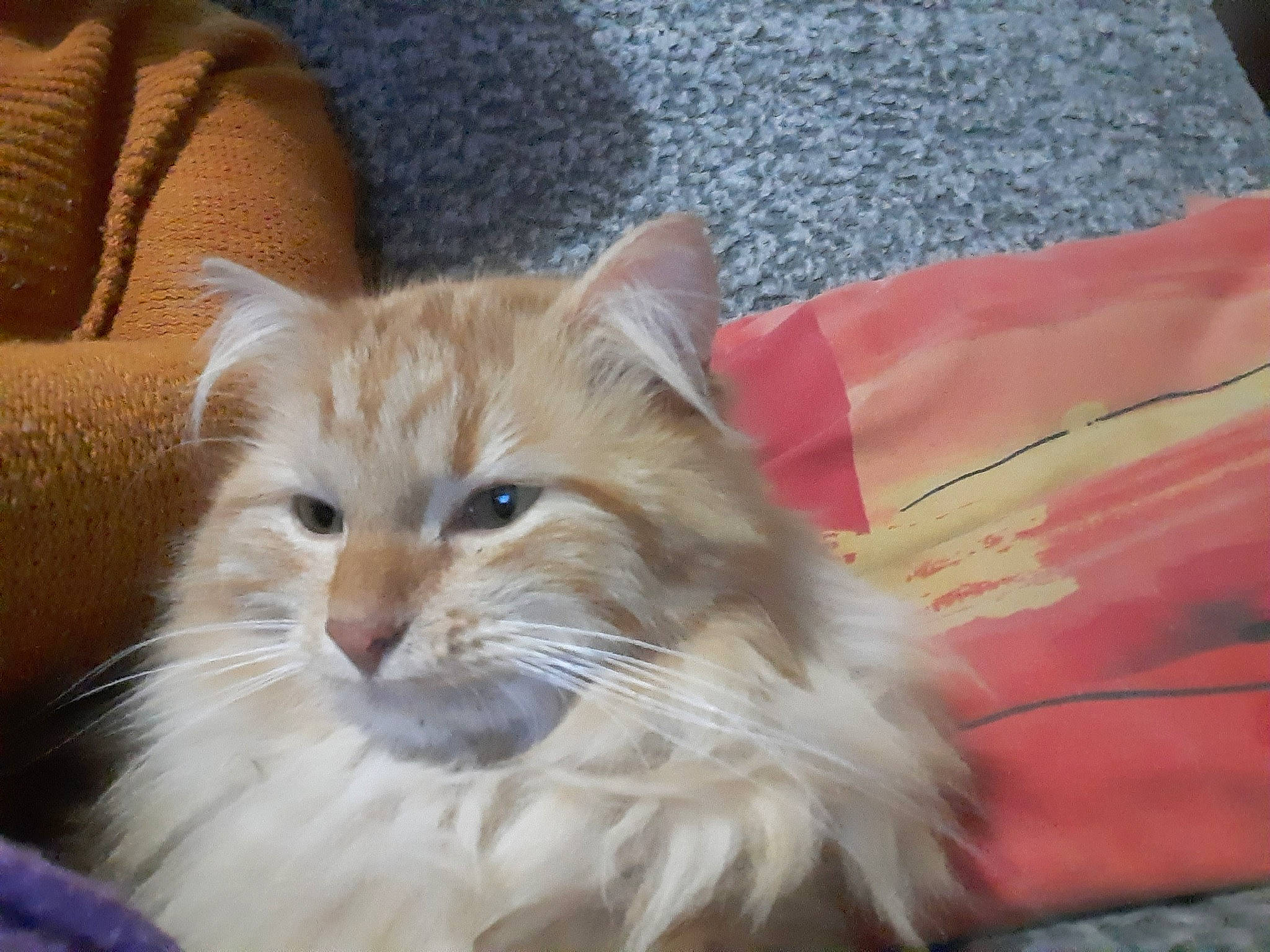 Ora participe au concours pour gagner de l'argent avec cette photo : american_curl, asian, asian_semi_longhair, british_semi_longhair, carnivore, cat, cymric, domestic_long_haired_cat, fawn, felidae, fur, kitten, mammal, norwegian_forest_cat, persian, ragamuffin, siberian, small_to_medium_sized_cats, vertebrate, whiskers