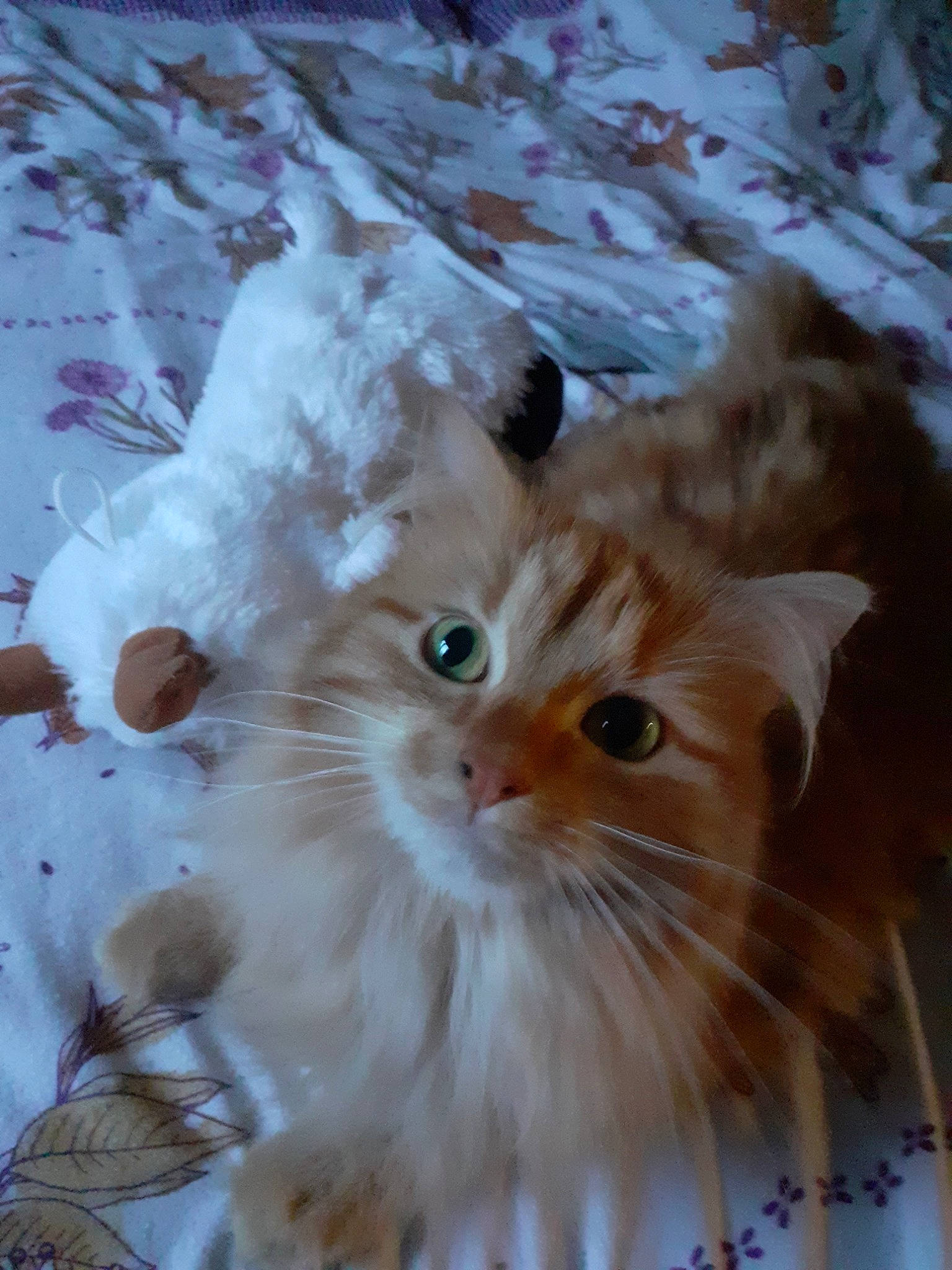 Ora a rejoint le concours — aidez-le/la à gagner de superbes lots ! american_curl, asian_semi_longhair, british_longhair, british_semi_longhair, carnivore, cat, domestic_long_haired_cat, eye, fawn, felidae, fur, kitten, munchkin, norwegian_forest_cat, persian, polydactyl_cat, ragamuffin, small_to_medium_sized_cats, snout, whiskers