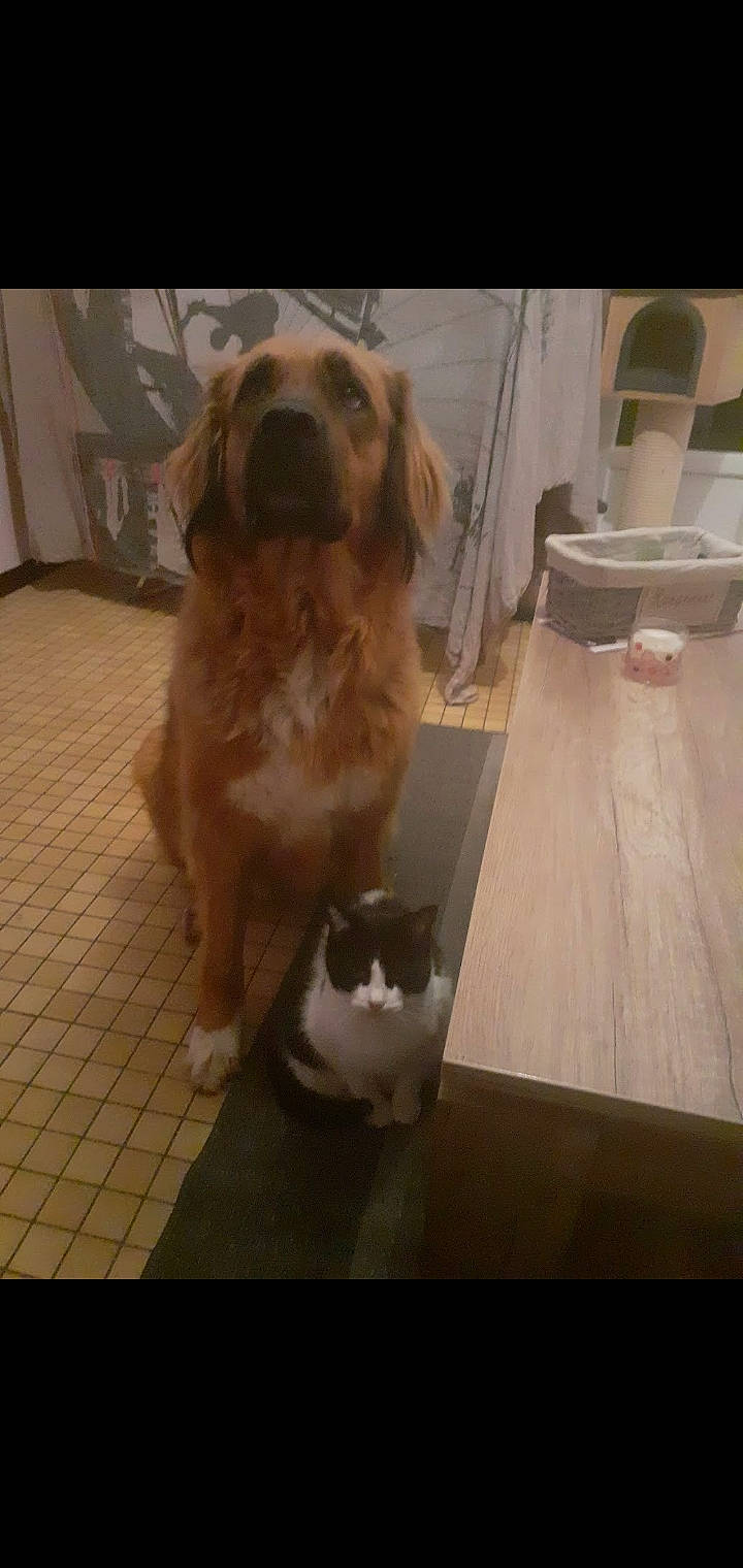 Naya a rejoint le concours — aidez-le/la à gagner de superbes lots ! carnivore, cat, companion_dog, dog, dog_breed, fawn, felidae, floor, flooring, fur, gun_dog, hardwood, liver, pet_supply, snout, tail, toy_dog, whiskers, wood, working_animal