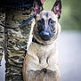 Urane a rejoint le concours — aidez-le/la à gagner de superbes lots ! alert, animal, background_blur, belgian_malinois, camouflage_pants, canine, companion, dog, ears, focused, fur, leash, nature, obedient, outdoor, person, pet, portrait, sitting, standing