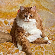 Kyo is registered to the contest to win money with this photo: bright_eyes, cat, cute, domestic_cat, feline, fluffy, fur_texture, ginger_cat, gold_background, marble_pattern, orange_fur, paws, pet, plush, portrait, relaxed, sitting, tail, whiskers, white_chest