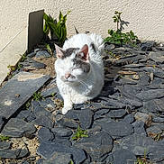 Cozac participe au concours pour gagner de l'argent avec cette photo : cat, white_cat, grey_cat, stone, slate, sunlight, outdoor, plants, greenery, animal, pet, sleeping, relaxed, nature, texture, wall, daylight, small_plants, ground, peaceful