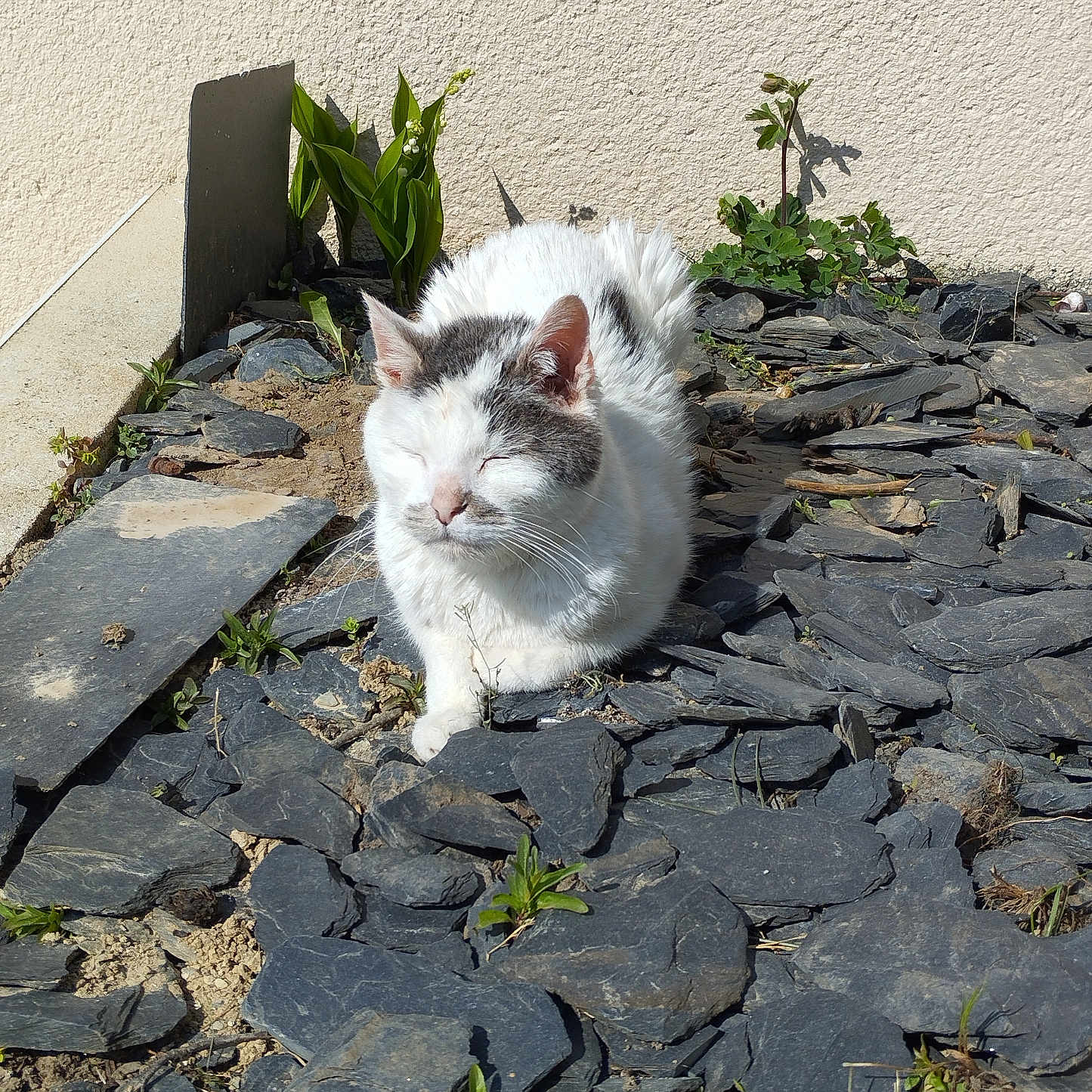Cozac participe au concours pour gagner de l'argent avec cette photo : animal, cat, daylight, greenery, grey_cat, ground, nature, outdoor, peaceful, pet, plants, relaxed, slate, sleeping, small_plants, stone, sunlight, texture, wall, white_cat