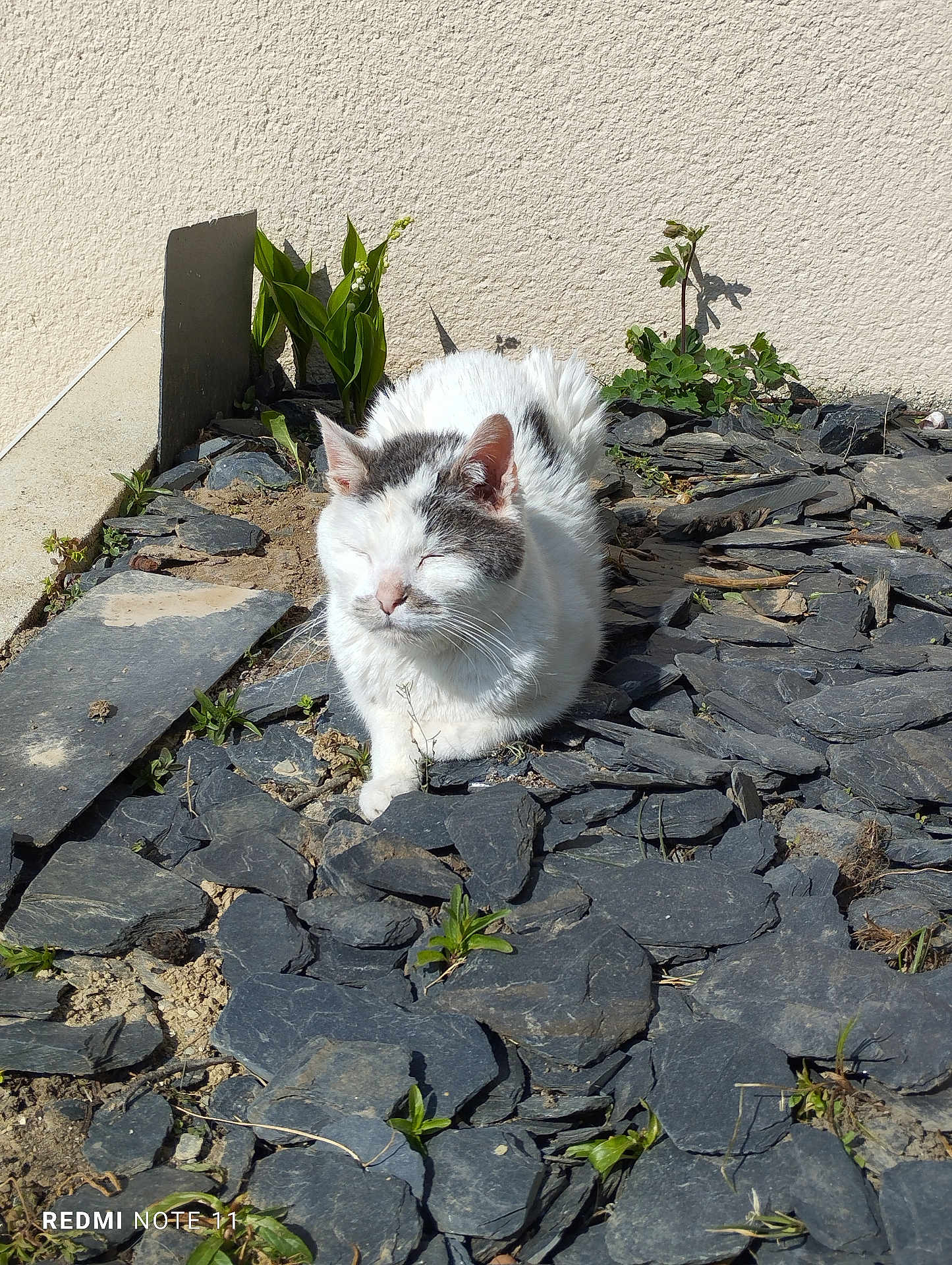 Cozac participe au concours pour gagner de l'argent avec cette photo : cat, white_cat, grey_cat, stone, slate, sunlight, outdoor, plants, greenery, animal, pet, sleeping, relaxed, nature, texture, wall, daylight, small_plants, ground, peaceful