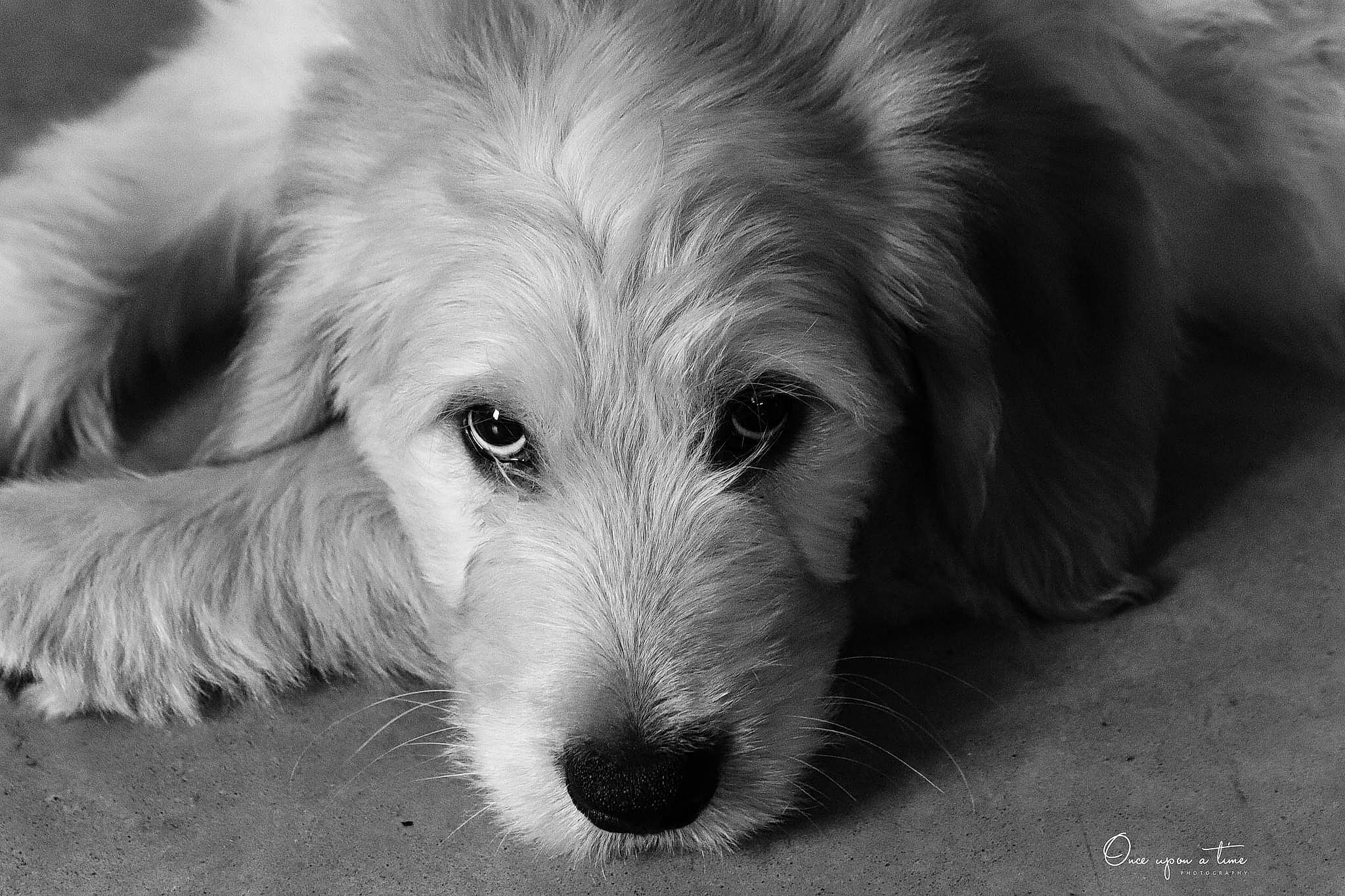 Elon joined the competition — help win amazing prizes! canidae, carnivore, companion_dog, dog, dog_breed, fur, monochrome, monochrome_photography, puppy, snout, sporting_group, terrier, whiskers, working_animal, working_dog