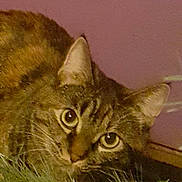 Godzilla joined the competition — help win amazing prizes!