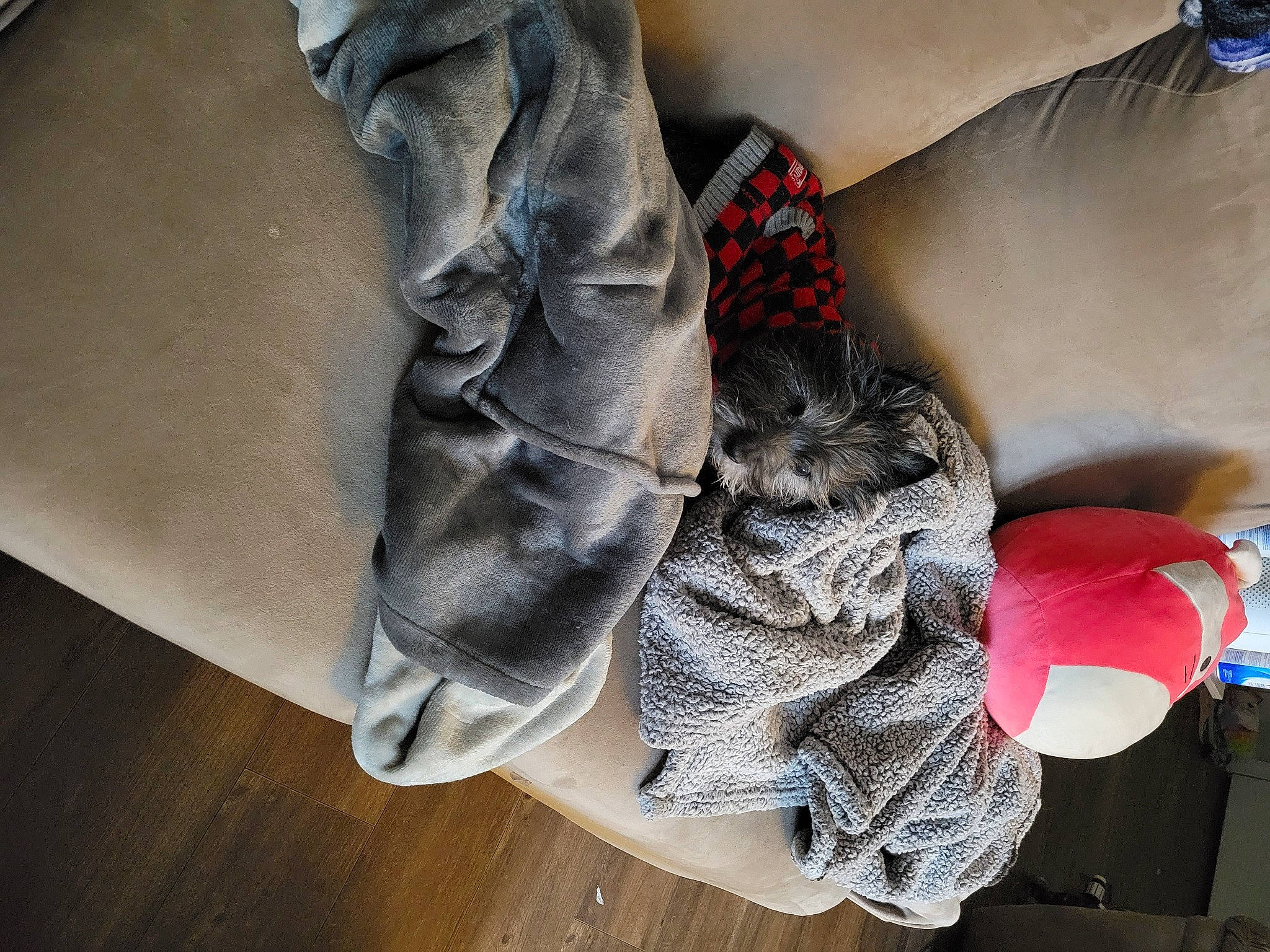 Max is registered to the contest to win money with this photo: carmine, comfort, denim, electric_blue, fashion_accessory, feather, foot, fur, grey, human_leg, leg, linens, pattern, stuffed_toy, textile, thigh, thread, toy, wing, wood