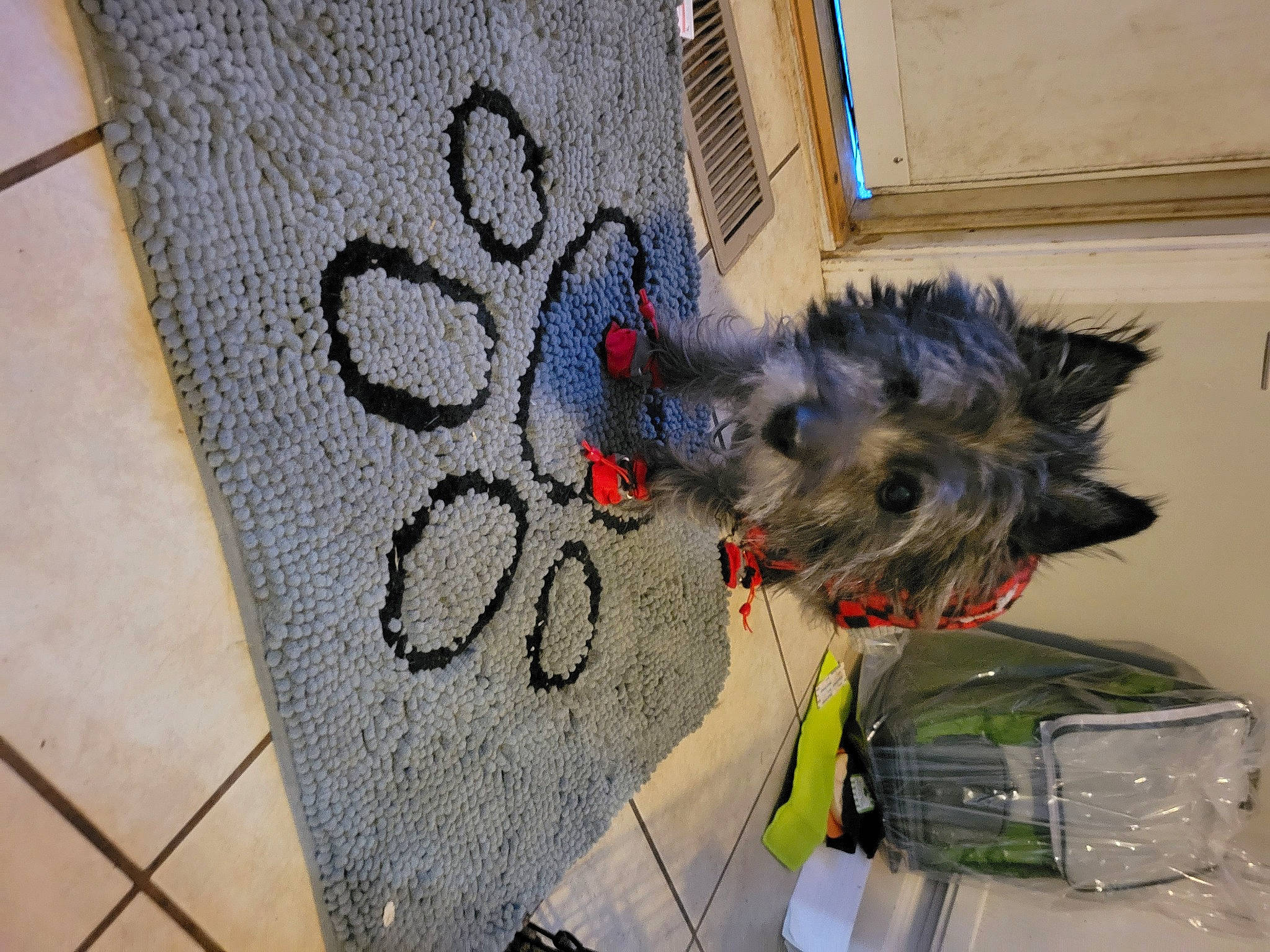 Max is registered to the contest to win money with this photo: art, carnivore, collar, companion_dog, concrete, dog, dog_breed, dog_supply, felidae, flooring, fur, grey, road_surface, schnauzer, small_terrier, snout, sporting_group, tail, terrier, working_animal