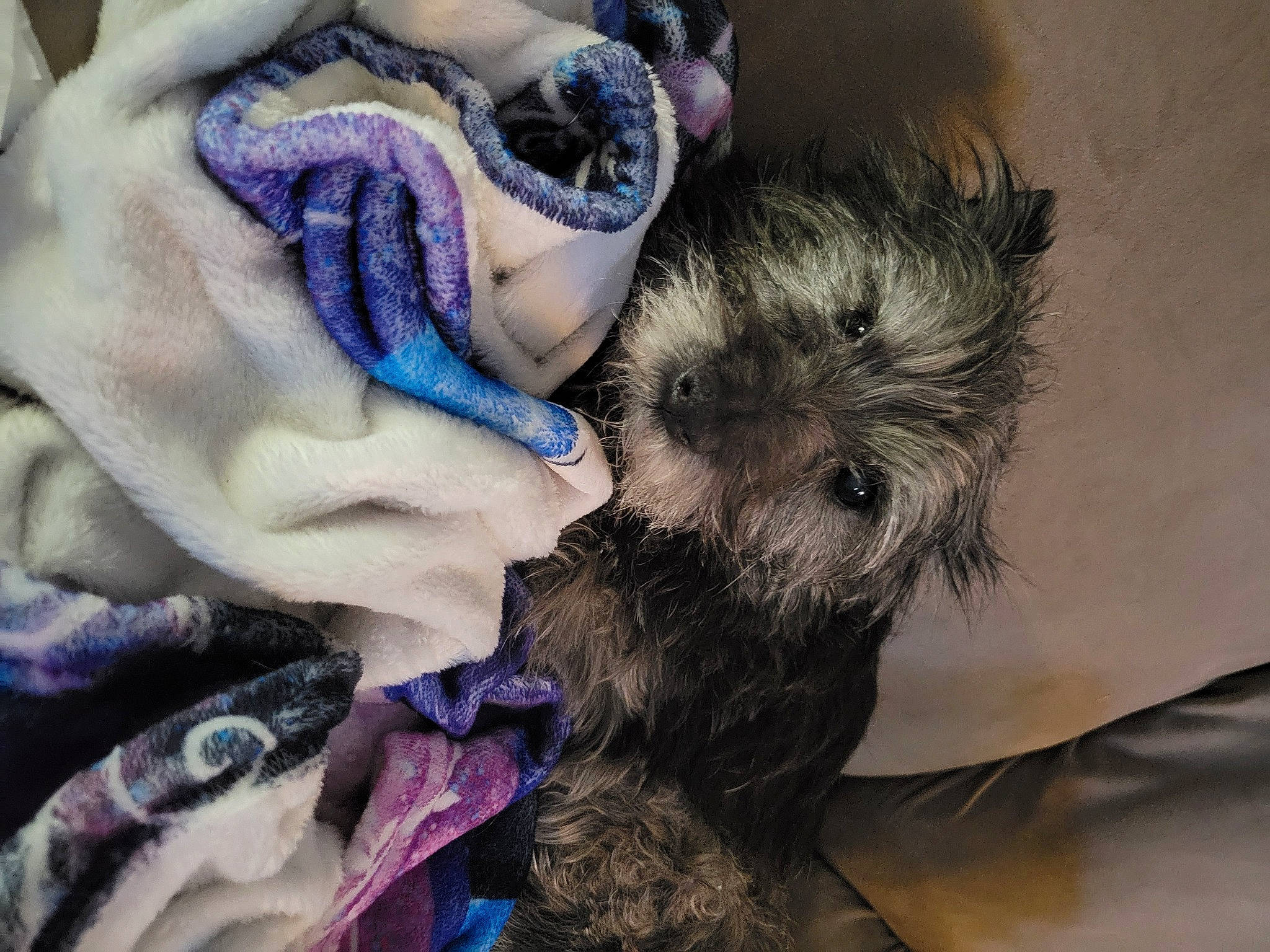 Max is registered to the contest to win money with this photo: art, canidae, carnivore, companion_dog, dog, dog_breed, dog_clothes, electric_blue, fashion_accessory, fawn, feather, felidae, fur, purple, small_terrier, snout, sporting_group, stuffed_toy, toy, toy_dog