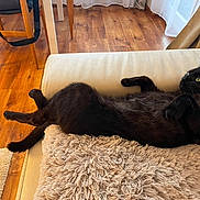 Chatoune a rejoint le concours — aidez-le/la à gagner de superbes lots ! animal, black_cat, cat, comfort, couch, cozy, curious, domestic_animal, feline, fluffy, fur, home, indoor, leisure, mammal, pet, pillow, relaxing, resting, wood_floor