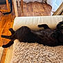 animal, black_cat, cat, comfort, couch, cozy, curious, domestic_animal, feline, fluffy, fur, home, indoor, leisure, mammal, pet, pillow, relaxing, resting, wood_floor
