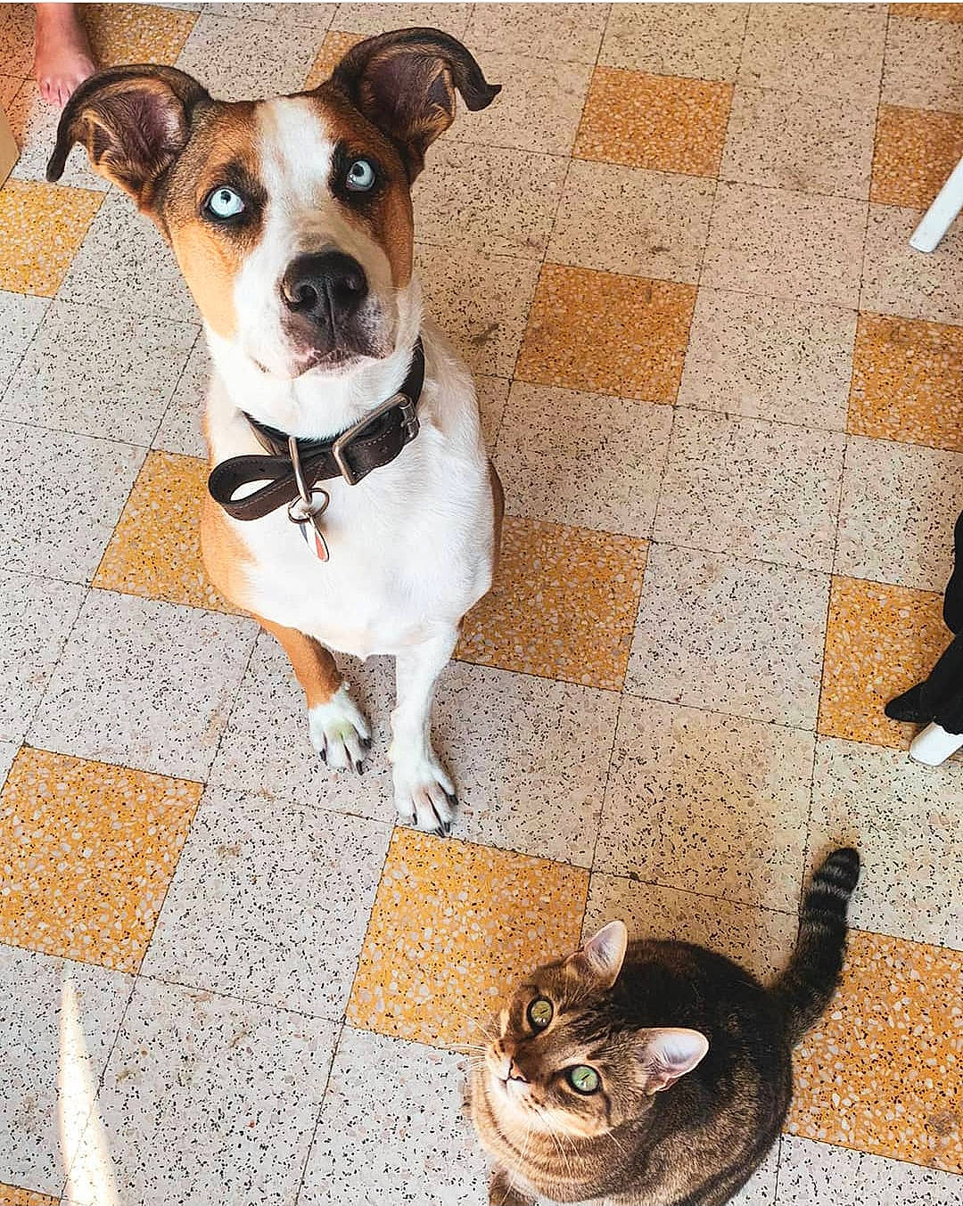 Kinaï participe au concours pour gagner de l'argent avec cette photo : carnivore, collar, companion_dog, dog, dog_breed, dog_collar, dog_supply, eyewear, fawn, flooring, fur, hardwood, mammal, pet_supply, serveware, tail, whiskers, white, wood, working_animal