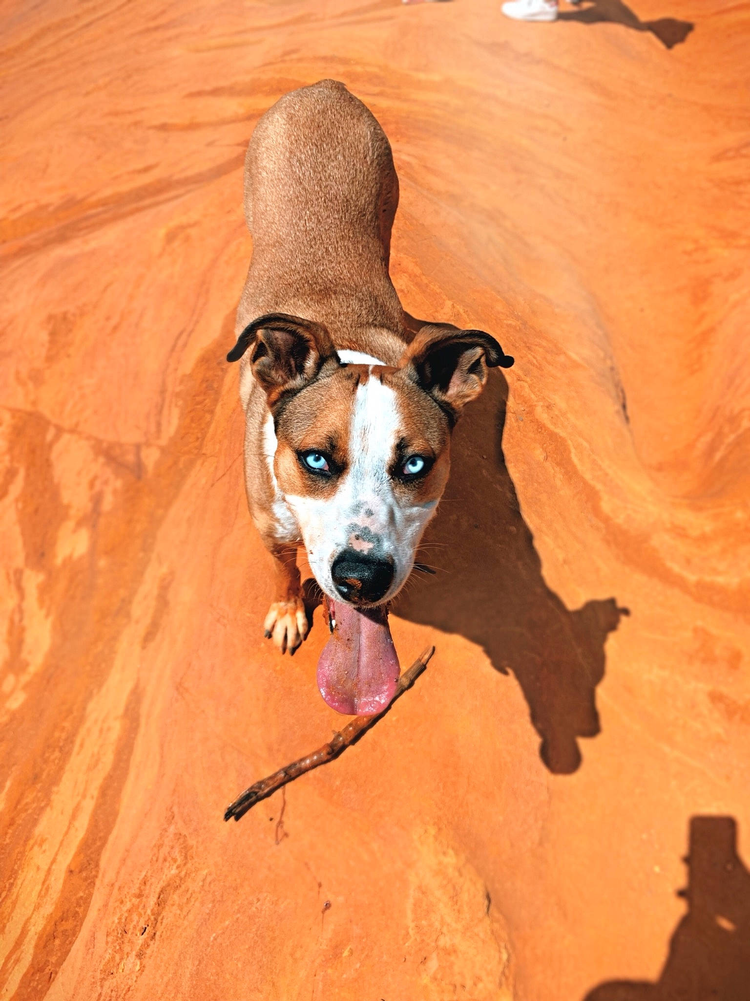 Kinaï participe au concours pour gagner de l'argent avec cette photo : adventure, american_pit_bull_terrier, american_staffordshire_terrier, canidae, carnivore, dog, dog_breed, fawn, feist, mammal, non_sporting_group, nose, pit_bull, potcake_dog, snout, terrier, whiskers