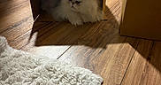 Soul joined the competition — help win amazing prizes! cat, cardboard_box, wood_floor, rug, furniture, indoor, pet, fluffy, white_cat, shadow, cozy, home, animal, box, flooring, carpet, domestic, resting, curious, living_room