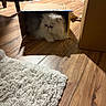 cat, cardboard_box, wood_floor, rug, furniture, indoor, pet, fluffy, white_cat, shadow, cozy, home, animal, box, flooring, carpet, domestic, resting, curious, living_room