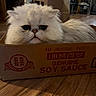 Soul joined the competition — help win amazing prizes! cat, fluffy, white_cat, cardboard_box, soy_sauce_box, indoor, wooden_floor, pet, animal, fur, cute, grumpy_face, close_up, domestic_cat, resting, box, container, feline, cozy, home