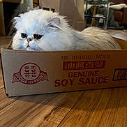Soul joined the competition — help win amazing prizes! cat, fluffy, white_cat, cardboard_box, indoor, wooden_floor, furniture, flowers, soysauce_box, pet, animal, cozy, grumpy_expression, household, living_room, table, decor, relaxed, cute, domestic