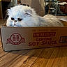 cat, fluffy, white_cat, cardboard_box, indoor, wooden_floor, furniture, flowers, soysauce_box, pet, animal, cozy, grumpy_expression, household, living_room, table, decor, relaxed, cute, domestic