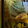 Soul is registered to the contest to win money with this photo: cat, fluffy, chair, blanket, furniture, indoor, pet, relaxed, resting, white_cat, cozy, soft_texture, poster, room, home, furry, sleeping, animal, domestic, comfortable