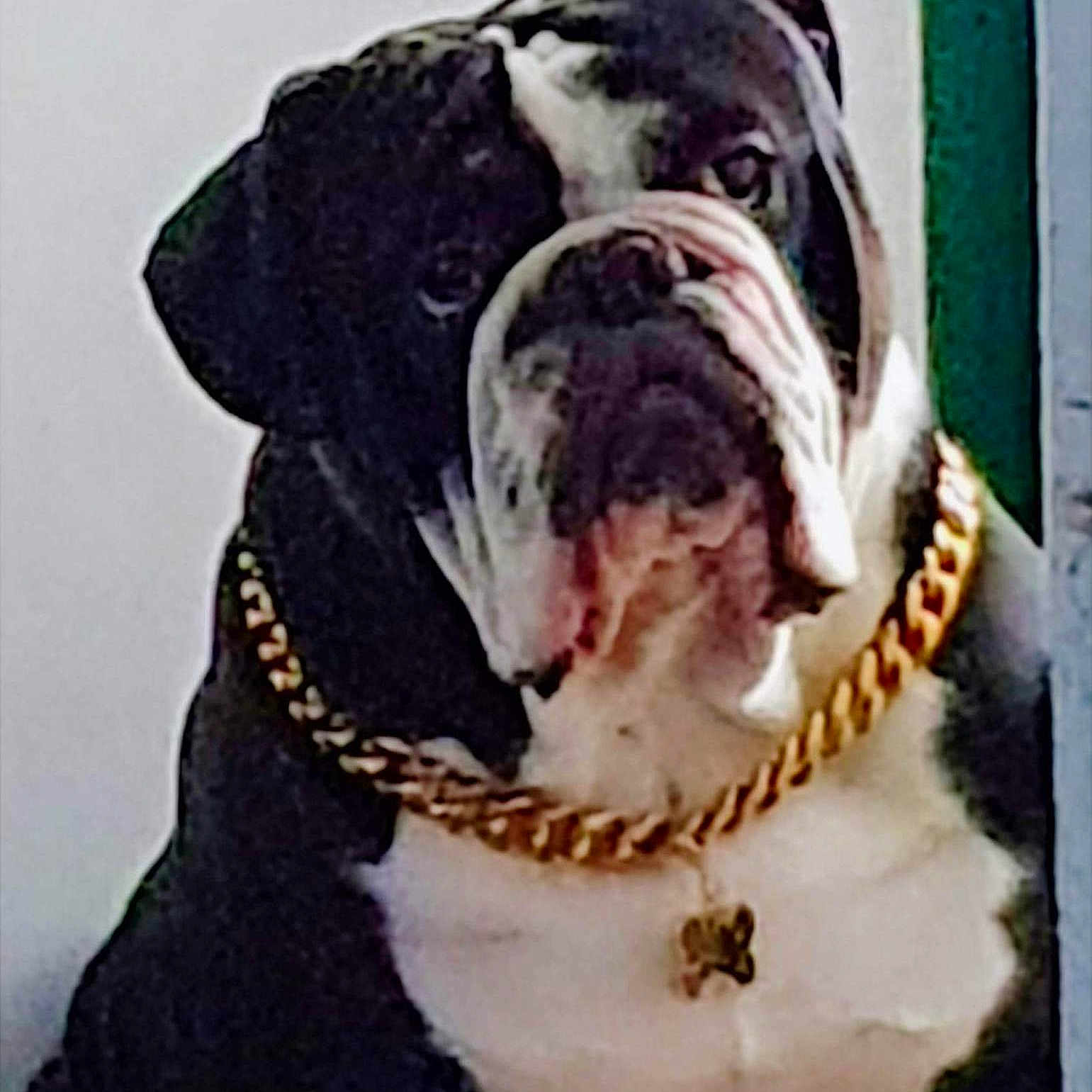Winston is registered to the contest to win money with this photo: accessories, adult, animal, bostonbull, boxer, bride, bulldog, canine, dog, female, frenchbulldog, jewelry, necklace, person, pet, pitbull, puppy, snout, wedding, woman