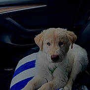 Jericho joined the competition — help win amazing prizes! animal, blue_stripes, car_interior, companion, dog, domestic_animal, door_panel, indoor, leather_seat, light_fur, looking_at_camera, pet, puppy, relaxed, seat, towel, vehicle, white_fur, window, young_dog
