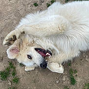 Aslan a rejoint le concours — aidez-le/la à gagner de superbes lots ! dog, white_dog, fluffy, smiling, playful, outdoor, grass, dirt, paw, teeth, tongue, animal, pet, lying_down, happy, nature, canine, fur, close_up, relaxed