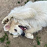dog, white_dog, fluffy, smiling, playful, outdoor, grass, dirt, paw, teeth, tongue, animal, pet, lying_down, happy, nature, canine, fur, close_up, relaxed