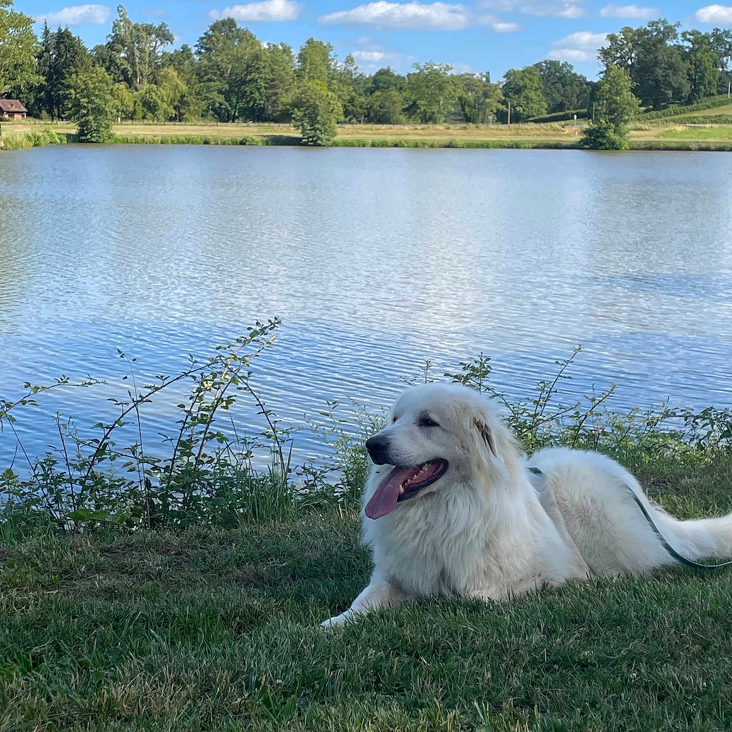 Aslan participe au concours pour gagner de l'argent avec cette photo : dog, white_dog, grass, lake, water, trees, sky, clouds, nature, outdoor, animal, pet, canine, relaxed, tongue_out, sunny, summer, leash, greenery, scenic