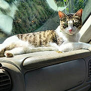 Yoda joined the competition — help win amazing prizes! animal, car_interior, cat, dashboard, domestic_cat, feline, fur_pattern, green_eyes, nose, paw, pet, reflection, relaxed, sitting, sunlight, tabby, vehicle, whiskers, white_fur, window