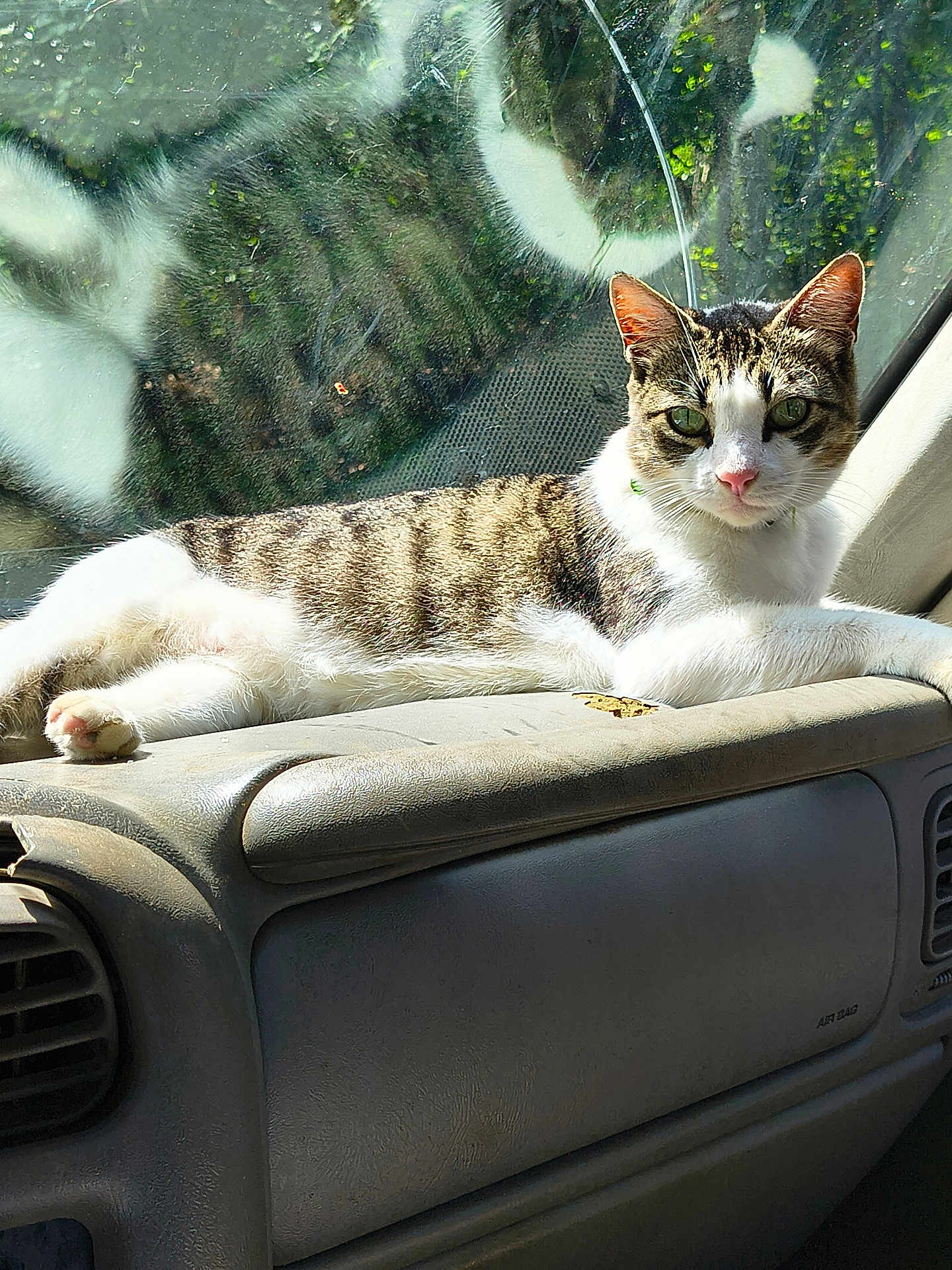 Yoda joined the competition — help win amazing prizes! animal, car_interior, cat, dashboard, domestic_cat, feline, fur_pattern, green_eyes, nose, paw, pet, reflection, relaxed, sitting, sunlight, tabby, vehicle, whiskers, white_fur, window