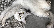 Mimi a rejoint le concours — aidez-le/la à gagner de superbes lots ! cat, feline, pet, stretching, gray, white, fur, green_eyes, relaxing, indoor, rug, floor, whiskers, paws, cute, animal, mammal, domestic, cozy, playful