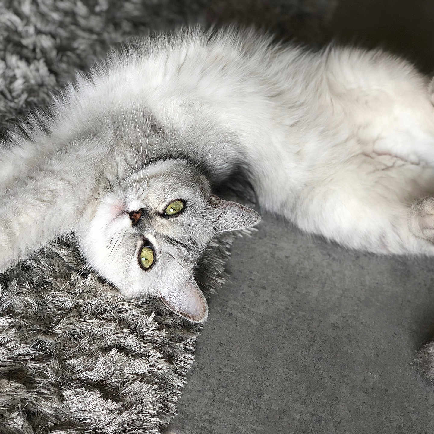 Mimi a rejoint le concours — aidez-le/la à gagner de superbes lots ! cat, feline, pet, stretching, gray, white, fur, green_eyes, relaxing, indoor, rug, floor, whiskers, paws, cute, animal, mammal, domestic, cozy, playful