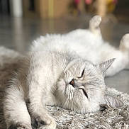 Mimi a rejoint le concours — aidez-le/la à gagner de superbes lots ! cat, sleeping, fluffy, fur, relaxed, indoor, pet, cozy, napping, soft_rug, whiskers, paws, close_up, blurred_background, feline, resting, domestic_animal, cute, calm, animal