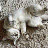Mimi participe au concours pour gagner de l'argent avec cette photo : cat, sleeping, fluffy, white_cat, relaxed, indoor, pet, fur, paw, whiskers, cute, cozy, carpet, resting, animal, domestic_cat, soft, laying_down, peaceful, adorable