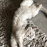 Mimi participe au concours pour gagner de l'argent avec cette photo : cat, fluffy, sleeping, relaxed, stretching, fur, pet, indoor, rug, cozy, whiskers, paws, animal, cute, resting, home, light, texture, comfort, mammal