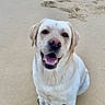 dog, labrador, pet, animal, beach, sand, outdoor, portrait, sitting, smiling, happy, friendly, white_fur, floppy_ears, nose, paws, shoreline, pawprints, daylight, closeup