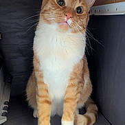 Noodle is registered to the contest to win money with this photo: animal_portrait, cat, close_up, companion, curious, cute, domestic_animal, feline, furry, indoor, looking_up, orange_cat, paws, pet, sitting, tabby, tail, whiskers, white_cat, wooden_shelf