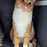 animal_portrait, cat, close_up, companion, curious, cute, domestic_animal, feline, furry, indoor, looking_up, orange_cat, paws, pet, sitting, tabby, tail, whiskers, white_cat, wooden_shelf