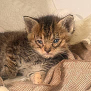 Evy joined the competition — help win amazing prizes! animal, black, blanket, brown, cat, closeup, cozy, cute, feline, fur, indoors, kitten, paw, pet, resting, sleepy, small, soft, whiskers, young