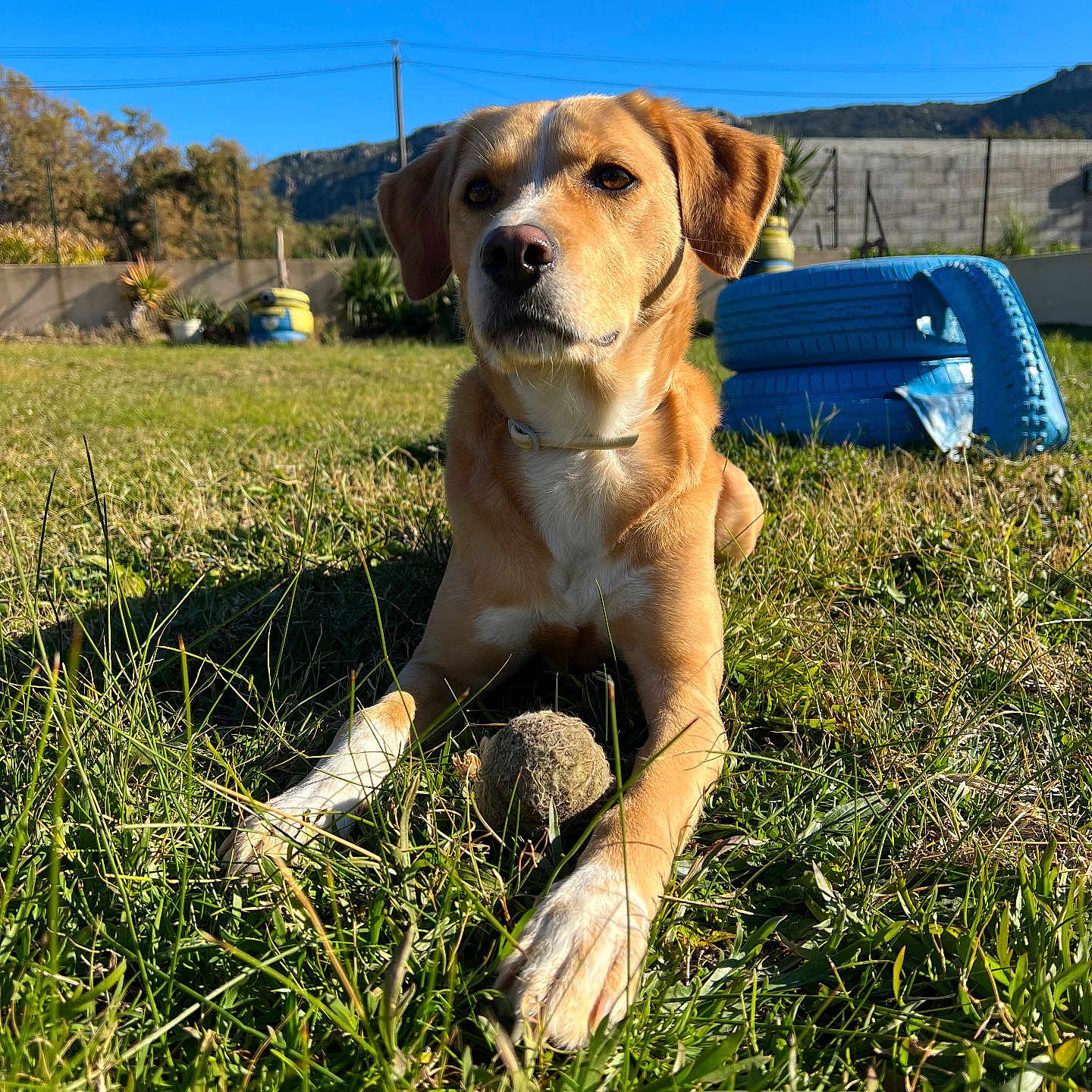 Rudy participe au concours pour gagner de l'argent avec cette photo : animal, beagle, boat, canine, countryside, dog, field, goldenretriever, grass, grassland, hound, labradorretriever, lawn, nature, outdoors, pet, plant, puppy, transportation, vehicle