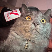 Milo joined the competition — help win amazing prizes! alert, animal, background, bell, cat, close_up, collar, curious, domestic_cat, face, feline, fur, gray_cat, indoor, looking_up, pet, portrait, surprised, whiskers, wide_eyes