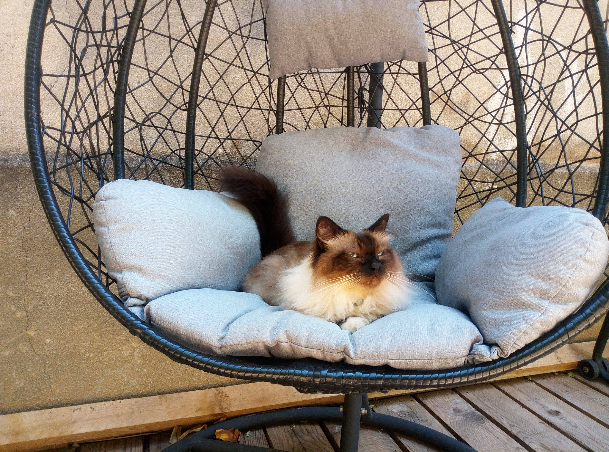Izzy a rejoint le concours — aidez-le/la à gagner de superbes lots ! birman, carnivore, cat, cat_bed, cat_supply, chair, comfort, companion_dog, fawn, felidae, fur, furniture, pet_supply, plant, siamese, small_to_medium_sized_cats, table, tail, tree, whiskers