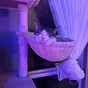 Arlo joined the competition — help win amazing prizes! cat, cat_tree, cozy, curtain, domestic_cat, feline, hammock, indoor, night, paws, pet, plush, portrait, purple_light, resting, sleeping, soft_fabric, tabby_cat, whiskers, window