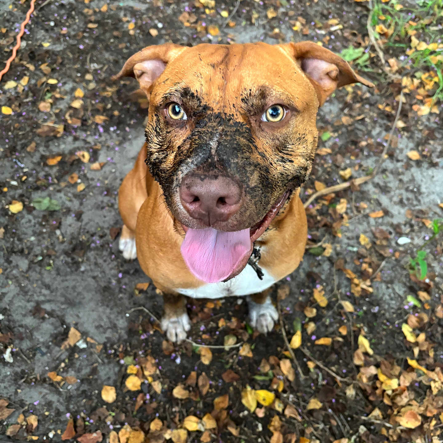 Duke