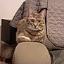 animal, armrest, cat, close_up, couch, cozy, curious, domestic_animal, ears, feline, furniture, home, indoor, pet, quilted_blanket, relaxed, seated, soft_lighting, tabby_cat, whiskers