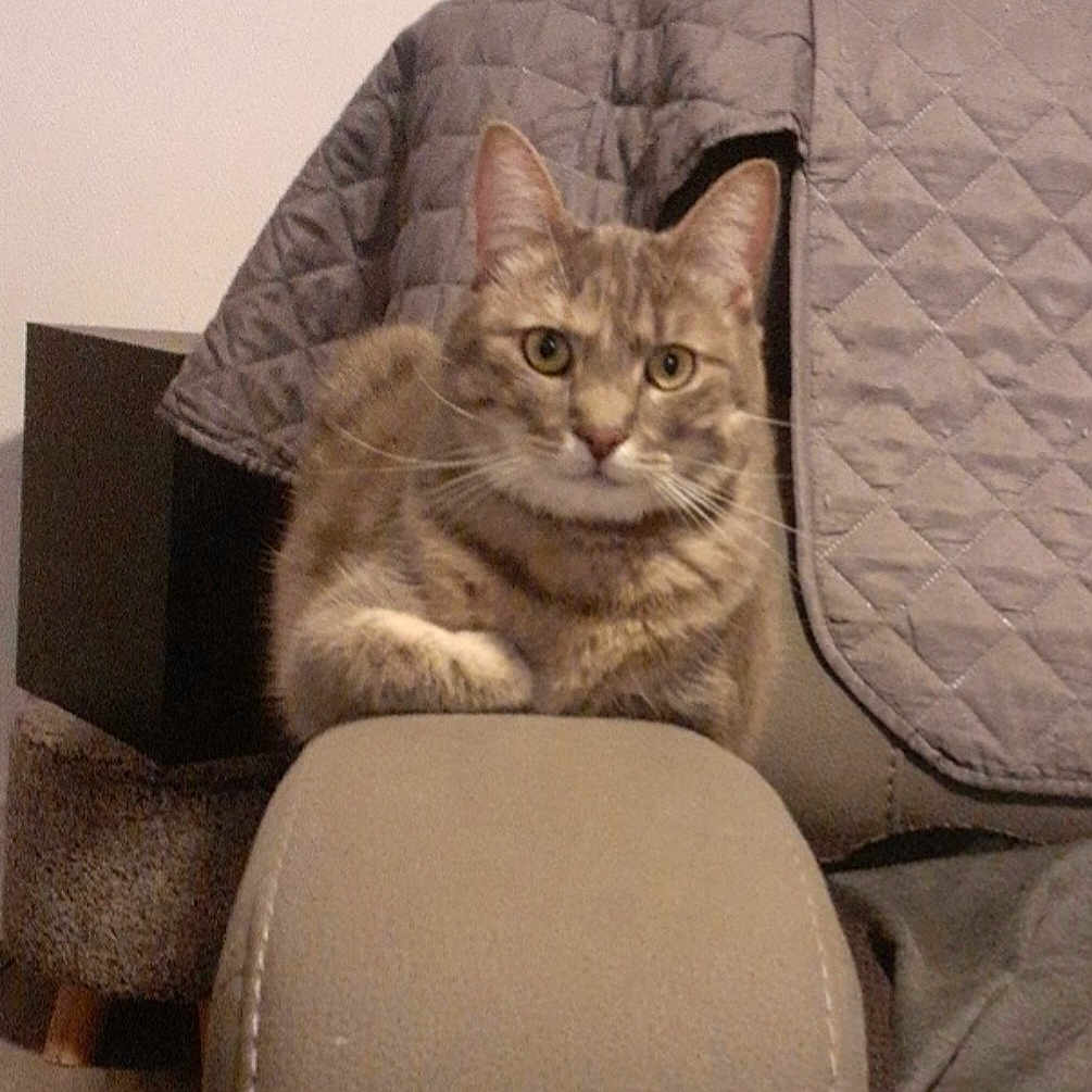 Chanel a rejoint le concours — aidez-le/la à gagner de superbes lots ! animal, armrest, cat, close_up, couch, cozy, curious, domestic_animal, ears, feline, furniture, home, indoor, pet, quilted_blanket, relaxed, seated, soft_lighting, tabby_cat, whiskers